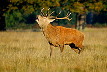 Red Deer Stag (Cervus Elaphus) calling, Richmond Park, London. October