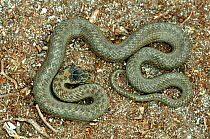 Smooth snake  (Coronella austriaca) photographed at Arne RSPB reserve under the warden's handling and photography licence, Dorset, UK. July