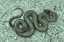 Smooth snake  (Coronella austriaca) photographed at Arne RSPB reserve under the warden's handling and photography licence, Dorset, UK. July