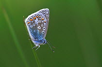 Common blue butterfly (Polyommatus icarus) Dorset, UK. May