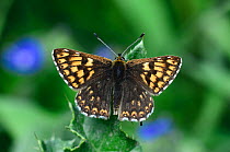 Duke of Burgundy fritillary (Hamearis lucina) butterfly, UK