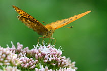 Male silver-washed fritillary butterfly (Argynnis paphia) taking nectar from hemp agrimony flower, Dorset, UK. August
