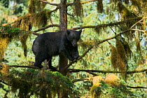 Large Black Bear (Ursus americanus) high in a Sitka Spruce tree (Picea sitchensis), alongside Anan Creek, Alaska, July.