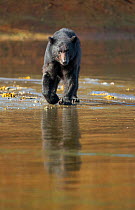 Black Bear (Ursus americanus) hunting for spawning Salmon during low tide, Neets Creek estuary, Alaska, July.