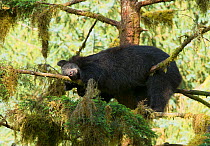 Black Bear (Ursus americanus) sleeping in a Sitka Spruce tree (Picea sitchensis) alongside Anan Creek, Alaska, July.