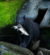 Black Bear (Ursus americanus) with Pink Salmon (Oncorhynchus gorbuscha) catch, Anan Creek, Alaska, July.
