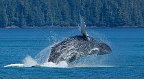 Breaching Humpback Whale (Megaptera novaeangliae) in the waters of the Inside Passage, Alaska, July.