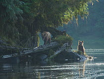 Two juvenile Brown Bear siblings (Ursus arctos) look for food on the banks of the Anan Creek lagoon, Alaska, July.
