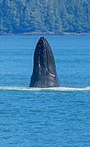Humpback Whale (Megaptera novaeangliae) standing on its tail, spy hopping, the Inside Passage, Frederick Sound, Alaska, July.