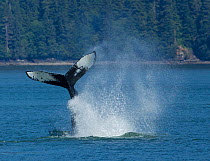 Humpback Whale (Megaptera novaeangliae) doing a peduncle throw, the Inside Passage of Alaska, July.