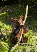 Young Brown Bear (Ursus arctos) playing with a branch, the Tongass National Forest of Alaska, July.