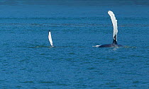 Mother and calf Humpback Whale (Megaptera novaeangliae) both show a pectoral flipper as they swim on their sides in the Inside Passage of Alaska, July.