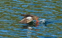 Pigeon Guillemot (Cepphus columba) taking off from the sheltered waters of The Brothers Islands in Frederick Sound, Alaska, August.