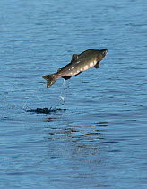 Pink Salmon jumping (Oncorhynchus gorbuscha), Alaska, August.