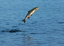 Pink Salmon (Oncorhynchus gorbuscha) jumping far out of the water in the estuary of Starrigavan Creek, Alaska, August.