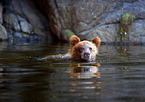 Brown Bear (Ursus arctos) swimming in the Anan Creek Lagoon of Alaska, July.
