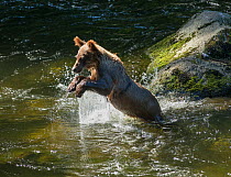 Juvenile Brown Bear (Ursus arctos) lunging for a fish in Anan Creek of the Tongass National Forest, Alaska, July.