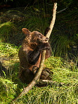 Young Brown Bear (Ursus arctos) playing with a branch, the Tongass National Forest of Alaska, July.