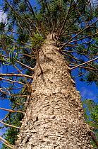 Rule araucaria tree (Araucaria rulei), New Caledonia, endemic and endangered.