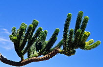 Rule araucaria tree  (Araucaria rulei) branch and leaves, New Caledonia, endemic and endangered.