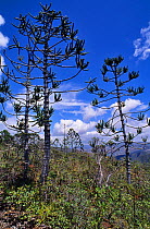 Rule araucaria trees (Araucaria rulei), New Caledonia, endemic and endangered.
