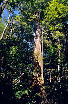 Giant Houp tree (Montrouziera cauliflora), New Caledonia, endemic.