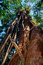 Giant Houp (Montrouziera cauliflora), New Caledonia, endemic.