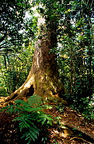 Koghis Kauri tree (Agathis lanceolata), New Caledonia, endemic.