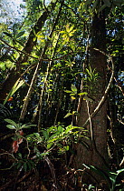 Primary forest, New Caledonia.