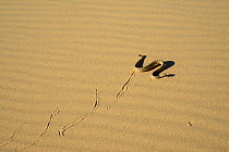 Sidewinder or Horned rattlesnake (Crotalus cerastes) moving across sand, Mojave desert, California, June.