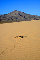 Sidewinder or Horned rattlesnake (Crotalus cerastes) moving across sand, Mojave desert, California, June.