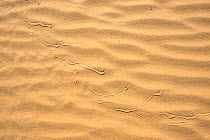 Sidewinder or Horned rattlesnake (Crotalus cerastes) tracks on sand, Mojave desert, California, June.