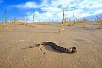 Sidewinder or Horned rattlesnake (Crotalus cerastes), Mojave desert, California, June.