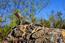 Pregnant female Collared Lizard (Crotaphytus collaris), Arizona, May.
