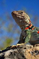 Pregnant female Collared Lizard (Crotaphytus collaris), Arizona, May.