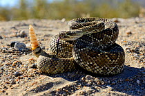Mojave rattlesnake (Crotalus scutulatus) Mojave desert, California, June.