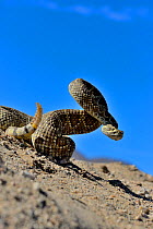 Mojave rattlesnake (Crotalus scutulatus) Mojave desert, California, June.