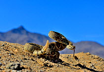Mojave rattlesnake (Crotalus scutulatus) rattling, Mojave desert, California, June.