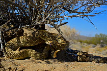 Mojave rattlesnake (Crotalus scutulatus) flicking tongue, Mojave desert, California, June.