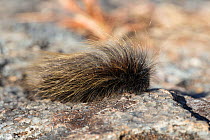 Porcupine caterpillar (order Lepidoptera), Mundulea reserve, Otavi, Namibia, May