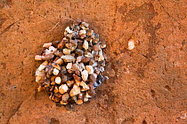 Potter or mason wasp nest (Delta emarginatum), Kunene region, Namibia, Africa, May