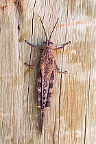 Grasshopper (Acrididae family) Namib Desert, Namibia, May