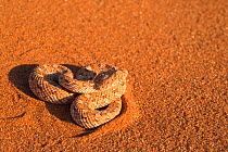 Peringuey's adder / Sidewinding adder (Bitis peringueyi), Namib Desert, Namibia, May