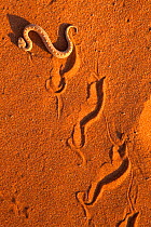 Peringuey's adder / Sidewinding adder (Bitis peringueyi), 'sidewinding', Namib Desert, Namibia, May