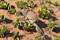 Namaqua chameleon (Chamaeleo namaquensis) attempting to mate with remains of rival male killed in fight, Namib desert, Namibia, Africa (May )