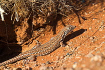 Wedge-snouted desert lizard (Meroles cuneirostris), Namib Desert, Namibia, May