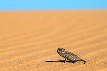 Namaqua chameleon (Chamaeleo namaquensis) baby, Namib Desert, Namibia, April