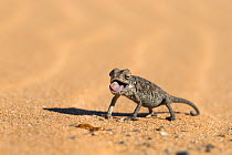 Namaqua chameleon (Chamaeleo namaquensis) poised to strike, Namib Desert, Namibia, April
