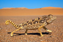 Namaqua chameleon (Chamaeleo namaquensis), Namib Desert, Namibia, April