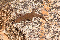 Boultons Namib Day Gecko (Rhoptropus boultoni), Damaraland, Namibia, May